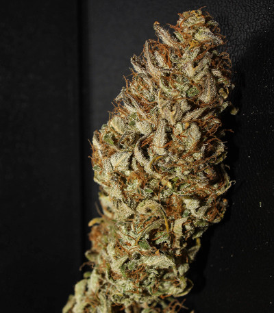 Original Auto Cheese fem (FastBuds) семена конопли — изображение 6