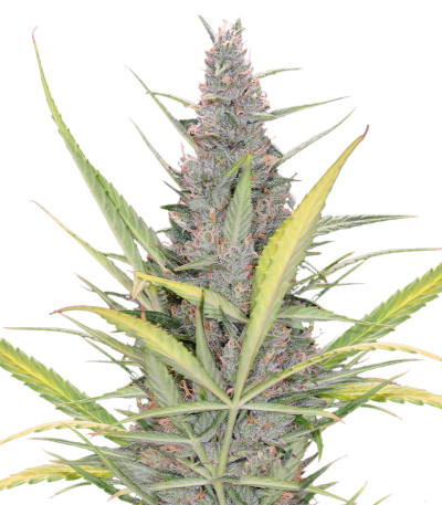 Original Auto Cheese fem (FastBuds) семена конопли
