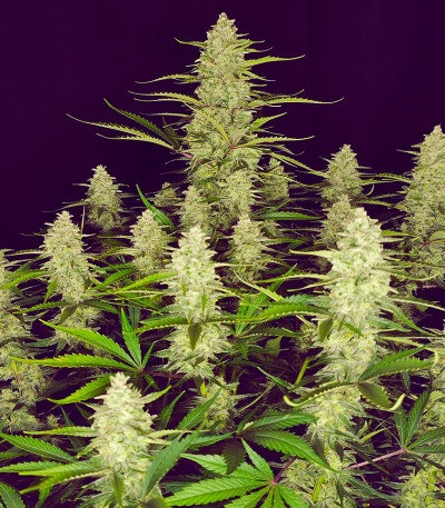Papaya Cookies Auto fem (FastBuds) семена конопли — изображение 4