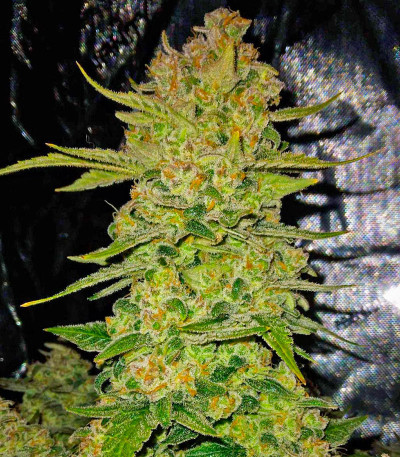 Papaya Cookies Auto fem (FastBuds) семена конопли — изображение 7
