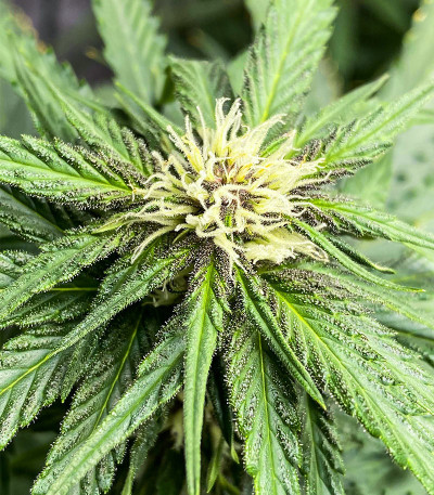 Punch Cookies fem (AlphaFem Seeds) семена конопли — изображение 5