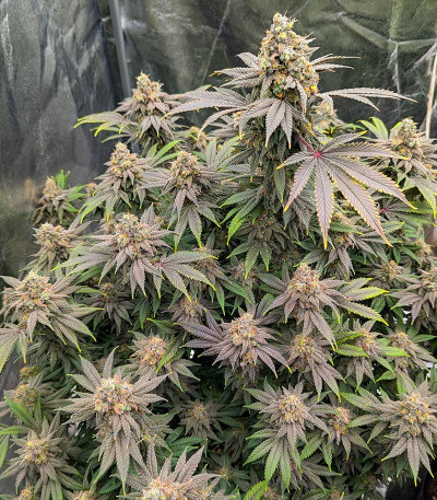 Rainbow Melon fem (FastBuds) семена конопли — изображение 4