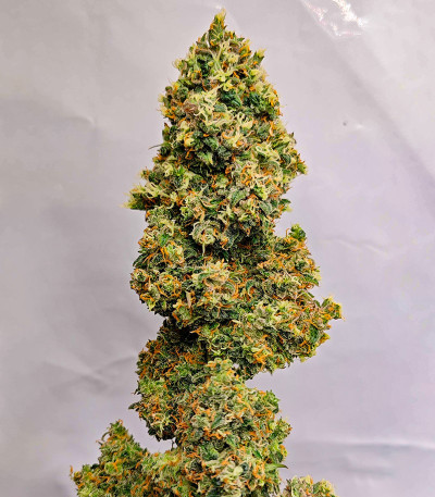 Sour Jealousy Auto fem (FastBuds) семена конопли — изображение 6