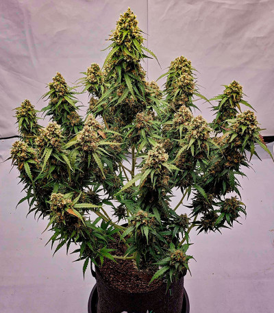 Sour Jealousy Auto fem (FastBuds) семена конопли — изображение 3