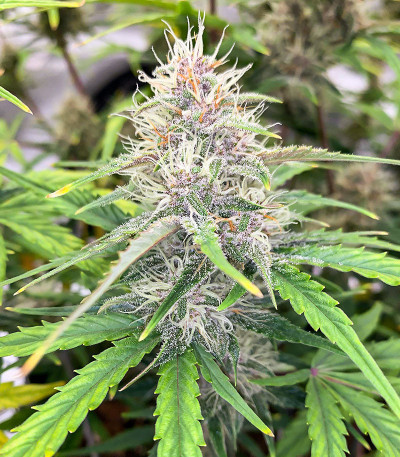 Cherry Cola Auto fem (FastBuds) семена конопли — изображение 7