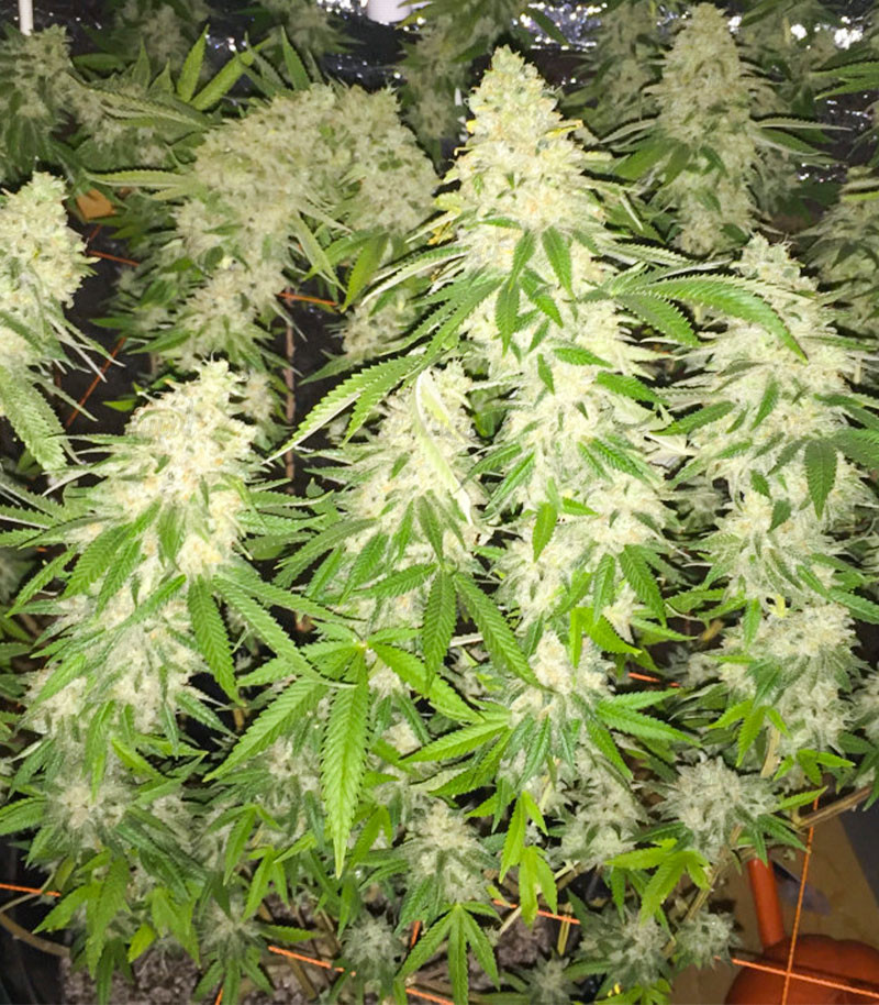 Семена сорта Gorilla Glue #4 fem (Cali Buds Seeds) — изображение 3