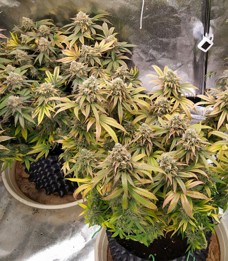 Grandaddy Purple fem (Blimburn Seeds) семена конопли — изображение 4