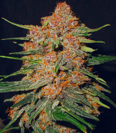 Lemon Cherry Cookies Auto fem (FastBuds) семена конопли — изображение 3