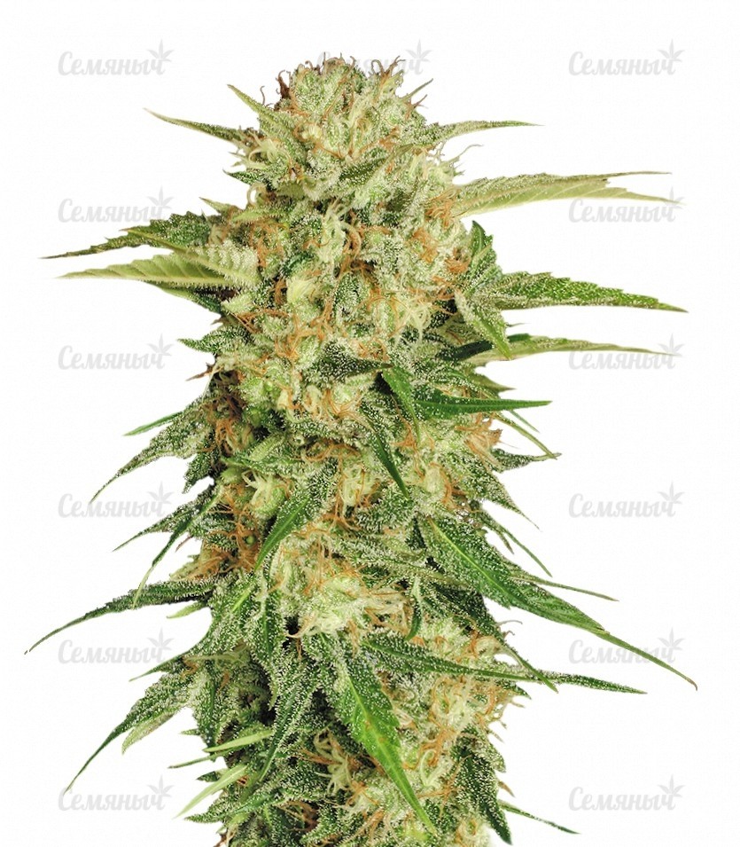 Семена сорта Blue Dream'matic auto (FastBuds)