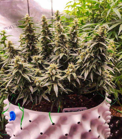 Wedding Cake Autoflower fem (Easy Grow Seeds) семена конопли — изображение 4