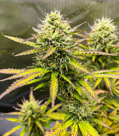 Wedding Cake Autoflower fem (Easy Grow Seeds) семена конопли — изображение 3
