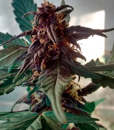 Auto Dark Purple fem (Delicious Seeds) семена конопли — изображение 3