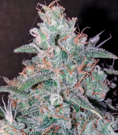 Auto Wappa fem (Paradise Seeds) семена конопли — изображение 4