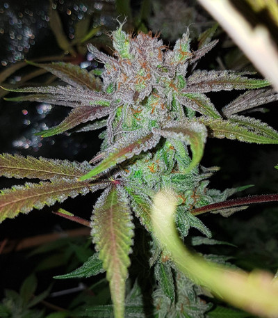 Eleven Roses Early Version fem (Delicious Seeds) семена конопли — изображение 3