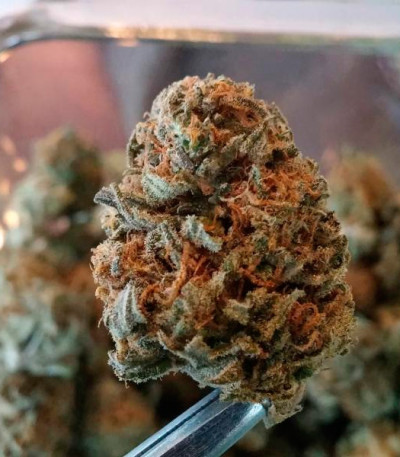 Fruity Chronic Juice fem (Delicious Seeds) семена конопли — изображение 3