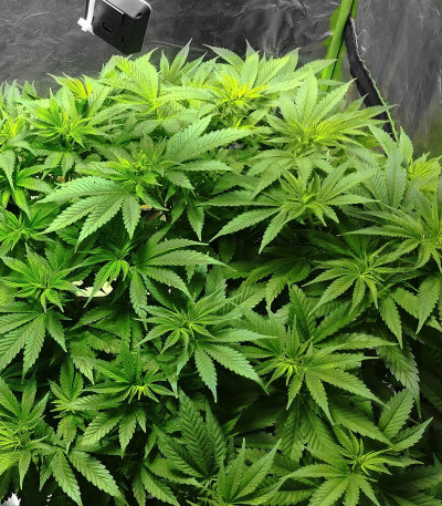 Fruity Chronic Juice fem (Delicious Seeds) семена конопли — изображение 4