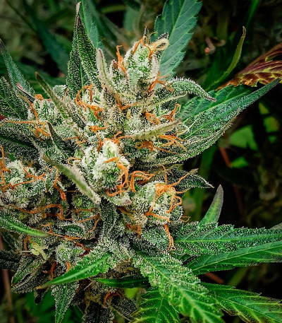 Jealousy Z XL Auto fem (Sweet Seeds) семена конопли — изображение 5