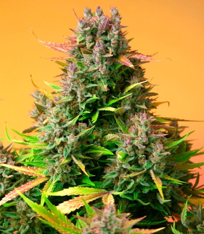 Papaya Zoap Auto fem (Sweet Seeds) семена конопли — изображение 5
