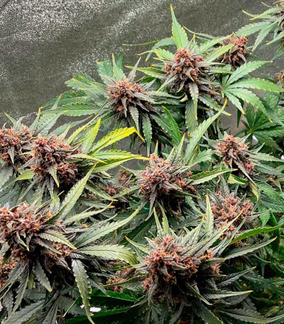 Papaya Zoap Auto fem (Sweet Seeds) семена конопли — изображение 8