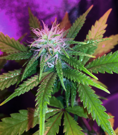 Unknown Kush (Desconocida Kush) fem (Delicious Seeds) семена конопли — изображение 3