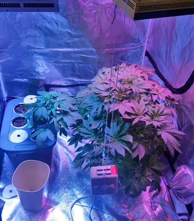 White Widow Automatic fem (Nirvana Seeds) семена конопли — изображение 5