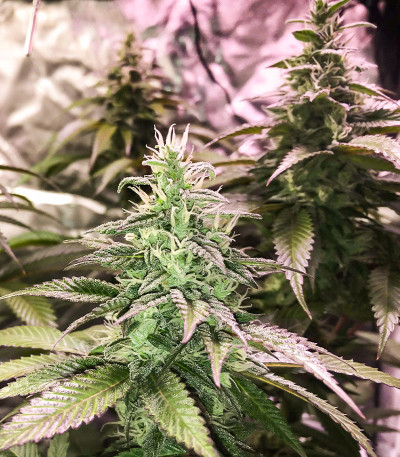 Bay Burger fem (Delicious Seeds) семена конопли — изображение 5