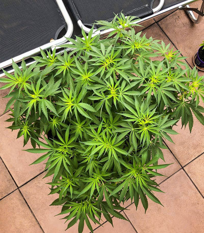 Deep Mandarine CBD fem (Delicious Seeds) семена конопли — изображение 4