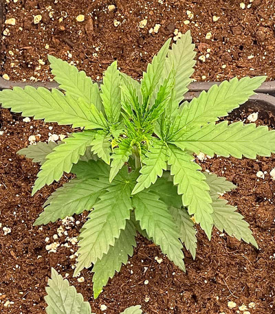 GMO fem (Barney's Farm) семена конопли — изображение 3
