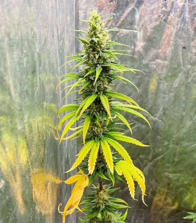 GMO fem (Barney's Farm) семена конопли — изображение 4