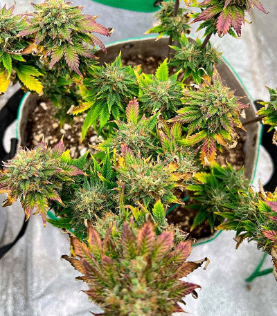 GMO fem (Barney's Farm) семена конопли — изображение 6
