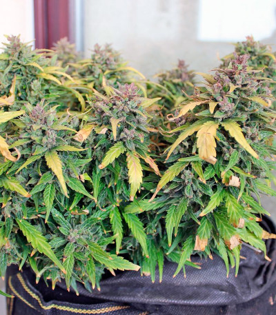 Auto New York City fem (Pyramid Seeds) семена конопли — изображение 4