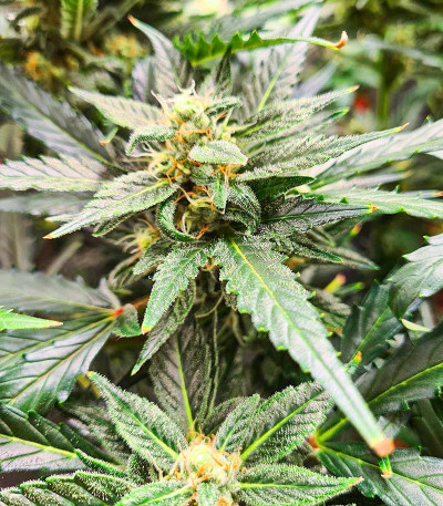 Glue Gelato Auto fem (Barney's Farm) семена конопли — изображение 3