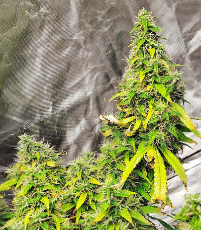 Glue Gelato Auto fem (Barney's Farm) семена конопли — изображение 4