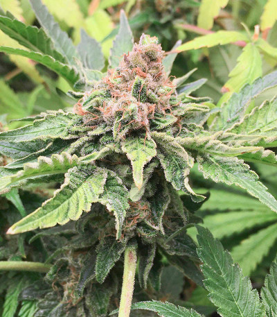 Godzilla Original Glue GG#4 (Godzilla Glue #4) fem (Herbies Seeds) семена конопли — изображение 6