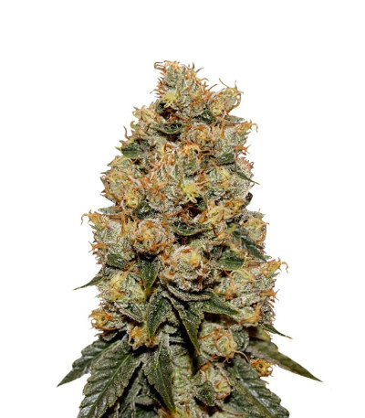 HulkBerry fem (RQS) семена конопли