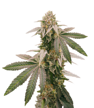 Mimosa Shot fem (Herbies Seeds) семена конопли