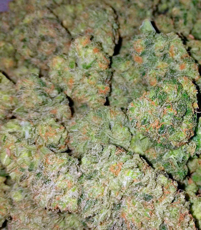 Pakistan Valley fem (World of Seeds) семена конопли — изображение 6