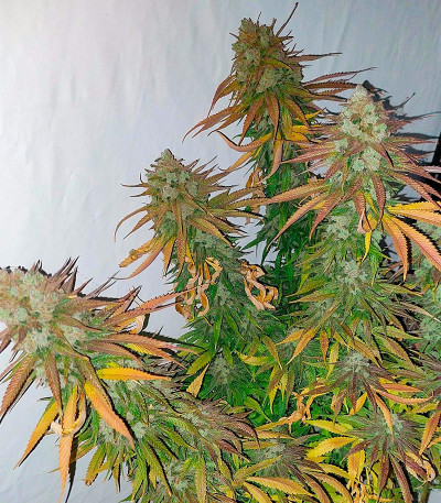 Super Lemon Haze x GMO fem (GHS) семена конопли — изображение 5
