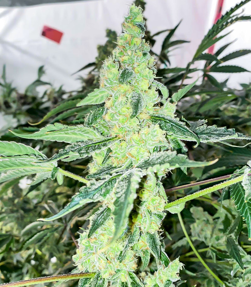 Lemon OG fem (AlphaFem Seeds) семена конопли — изображение 3
