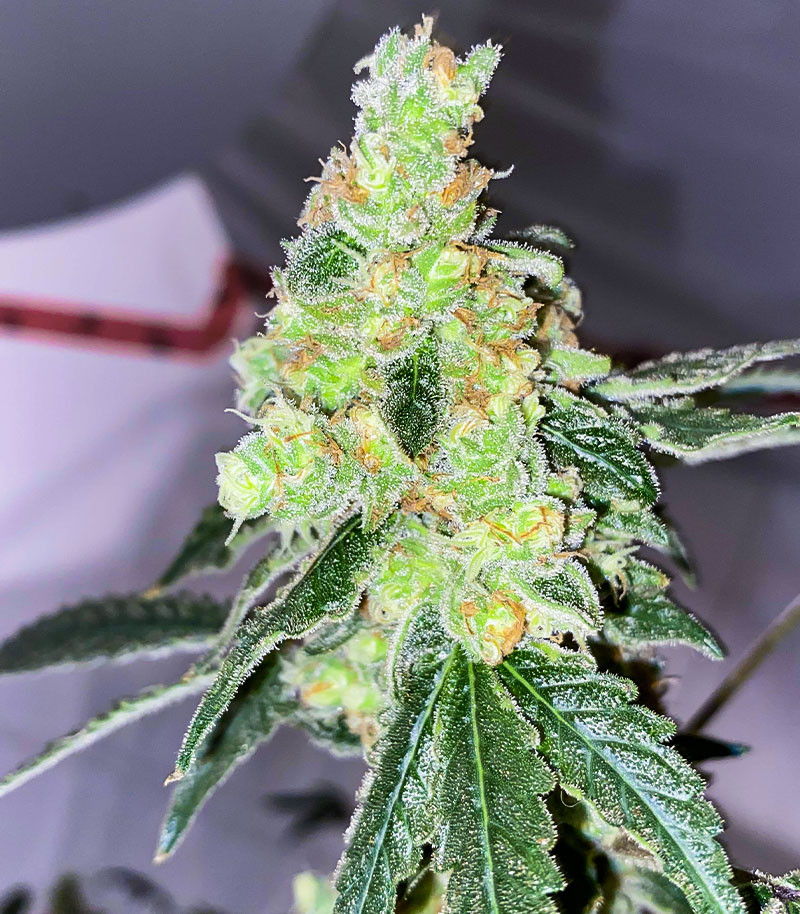 Lemon OG fem (AlphaFem Seeds) семена конопли — изображение 4