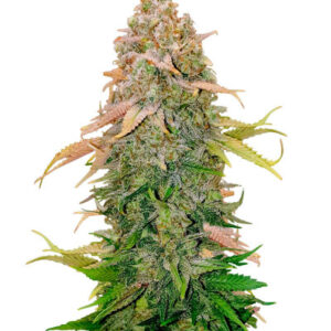Runtz fem (Barney's Farm) семена конопли