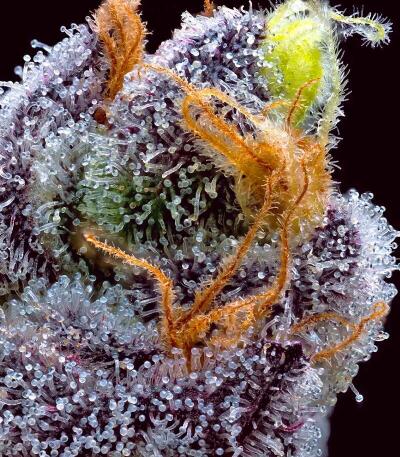 Garlic Cookies fem (Barney's Farm) семена конопли — изображение 6