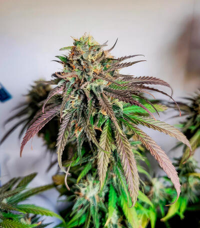 Sour Diesel x OG Kush fem (Seedkeepers) семена конопли — изображение 4