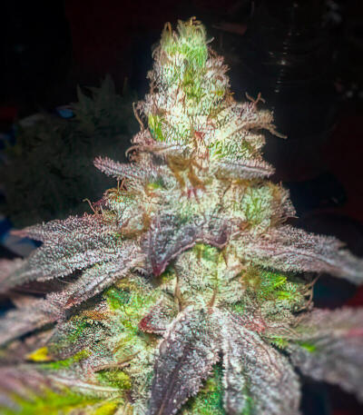 Mandarin Cookies R3 fem (Ethos Genetics) семена конопли — изображение 4