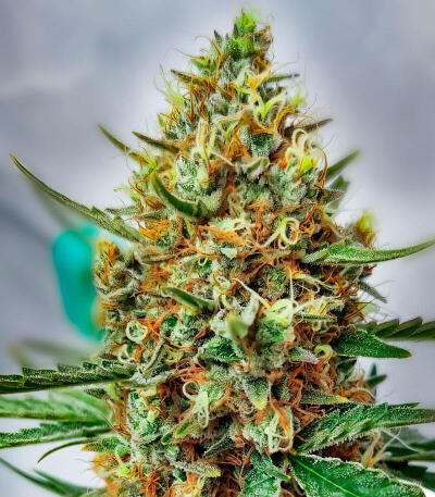 Mystical Autoflower fem (Easy Grow Seeds) семена конопли — изображение 3